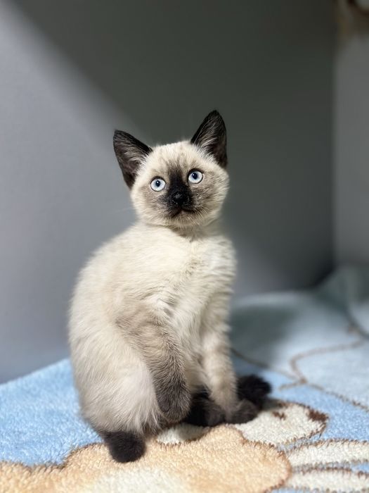 Продаеться Девочка Голубоглазая красотка