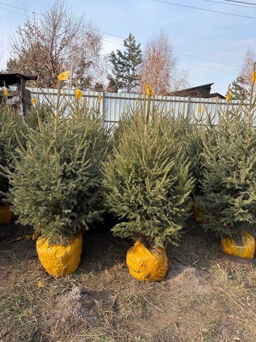 Живые новогодние ёлки в горшке Голубые и зеленые ели Ель с корнями