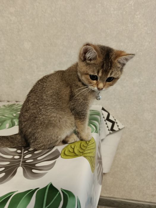 Котёнок золотая шиншилла девка