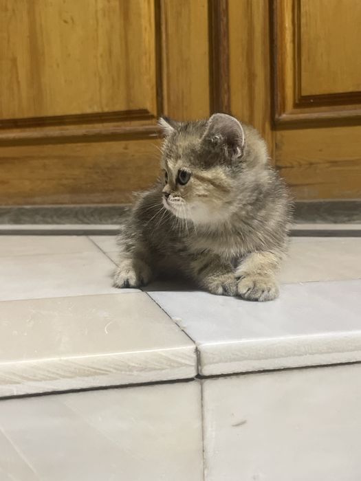 Британские золотые шиншиллы