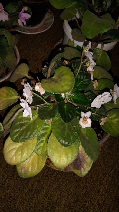 Фиалки цветущие взрослые.