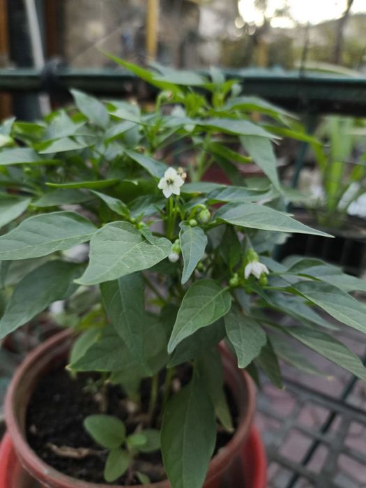 Перчики в горшках