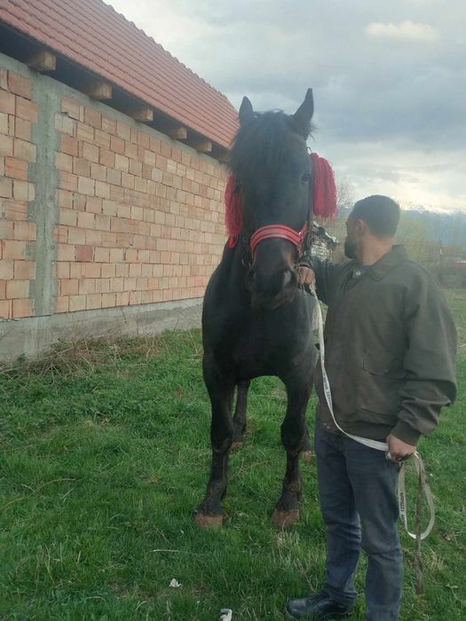 Vând cal de 3 ani și iapa de 5 ani