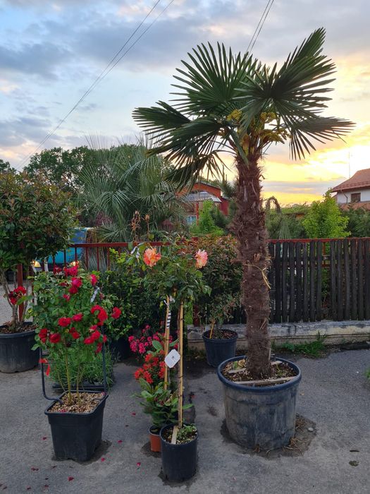 Palmier trachycarpus