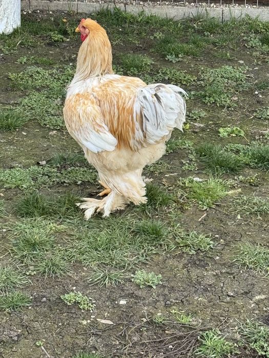 Cocoși Brahma Lemon 2025 rasă pură