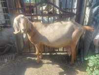 Capra anglonubiana de vanzare