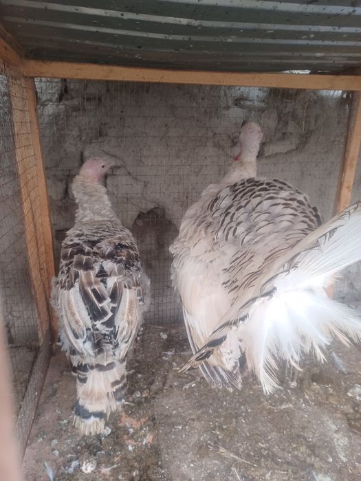 Induk sotiladi. Qo'qon buvaydada