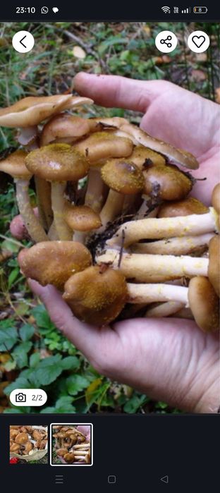 Ghebe de vânzare proaspete