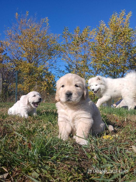 Catei de golden retrivier cu pedigree isi cauta stapan