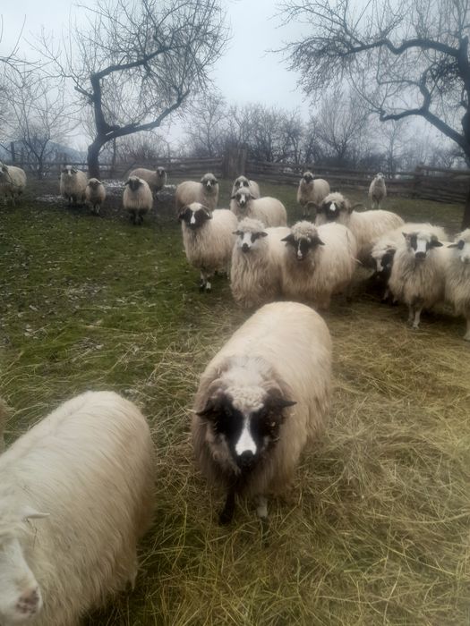 Disponibile posibil şi schimb