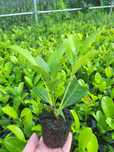 Laur englezesc Rotundifolia 15cm