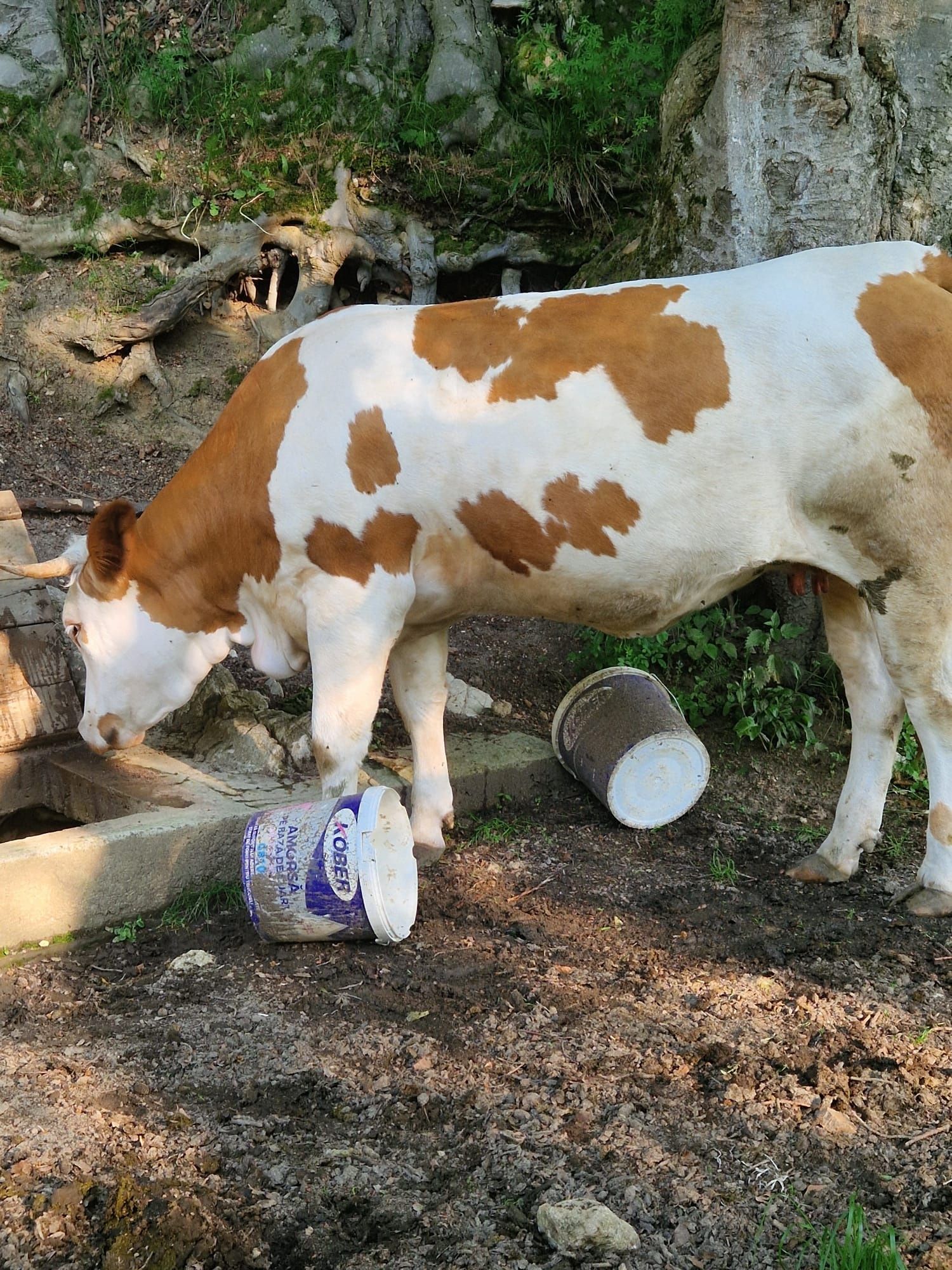 Vaca de vanzare. În data de 20-25 iulie trebuie sa fete