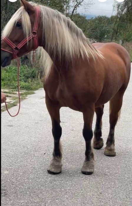 Vând sau schimb iapa