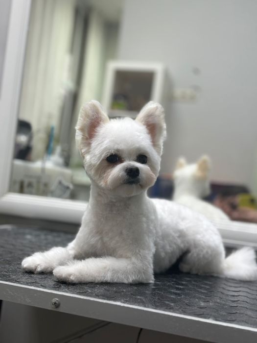 Продам микромальтипу девочка 1 год 10 мес.