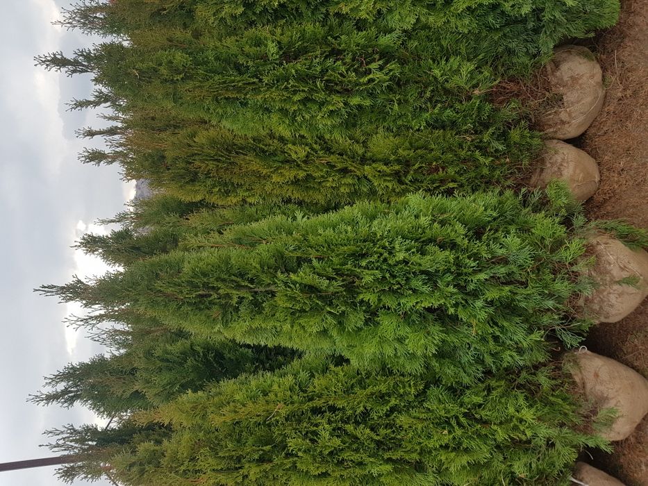 Plante ornamentale copaci ornamentali