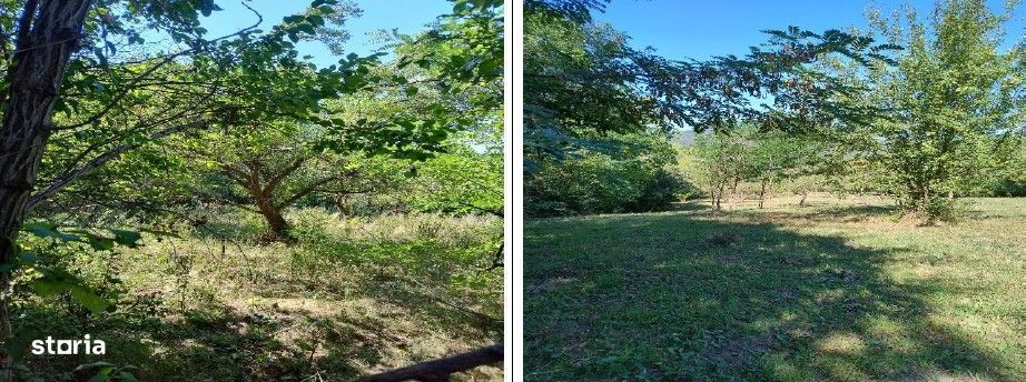 Teren Buciumeni, ID: R2431873