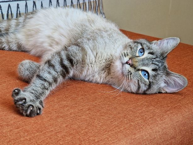 Айрис - котенок, 6 мес, стерилизованная кошка ищет семью! Кот котятаю