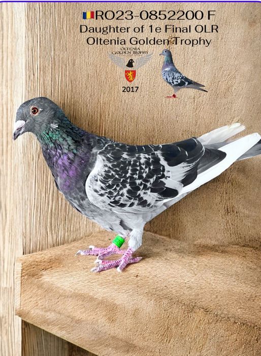 Ocazie!Porumbei cu pedigree reprodusi din originali