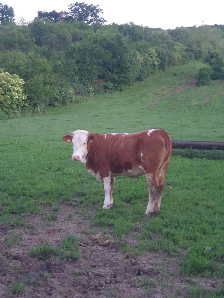 Vand juninca din vaca foarte bună de lapte