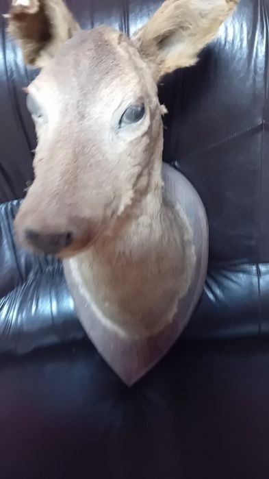 Препарирана  кошута.Катеричка   и  белка