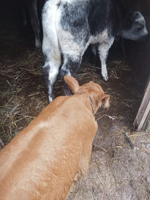 Vând trei viței de lapte