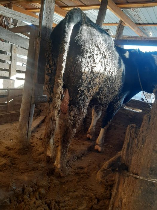 2.6жас бұқа сатылады.