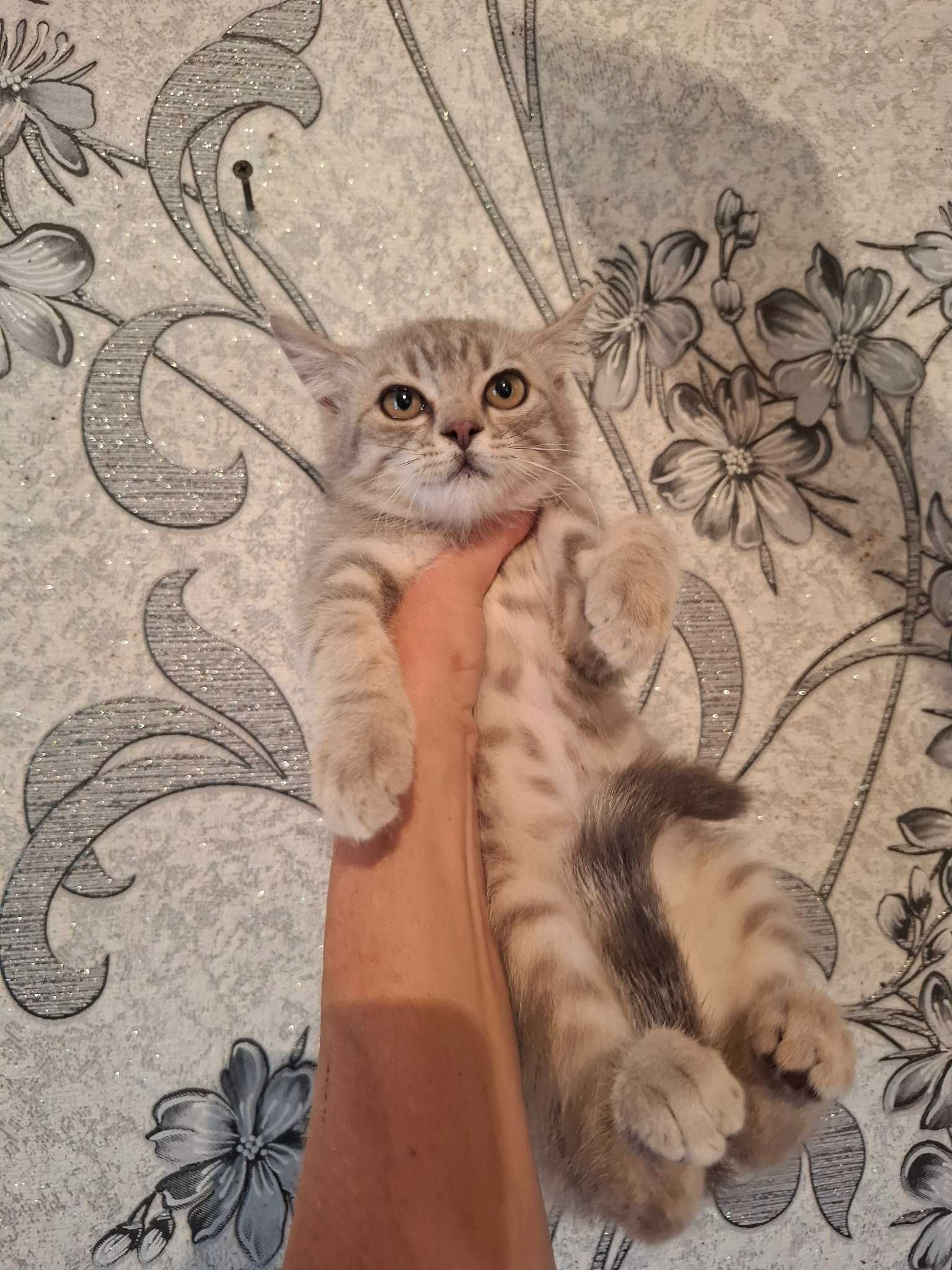 Продам породистых шотландских скоттиш страйт котят.