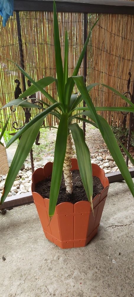 Plante ornamentale yucca