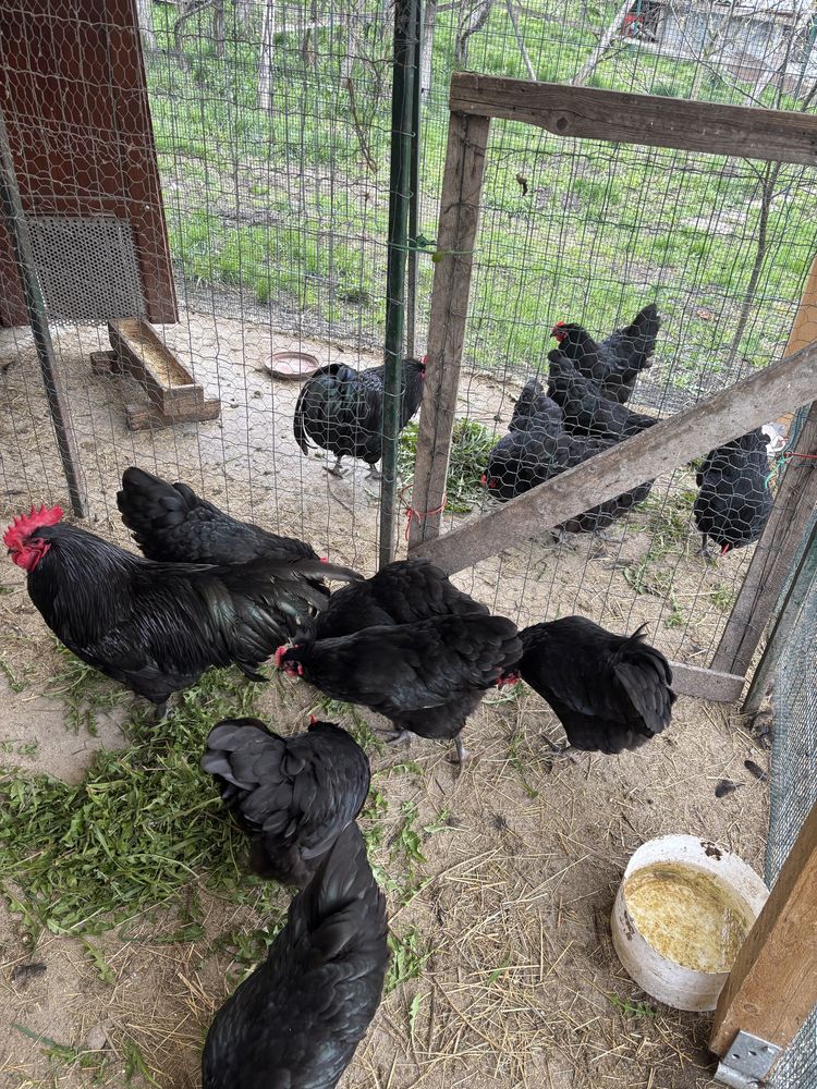 Vand gaini Australorp Negru