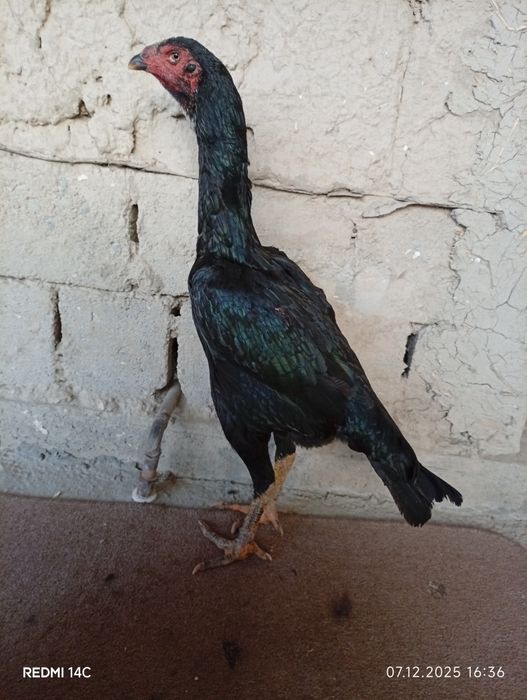 Dakan tovuq sotiladi