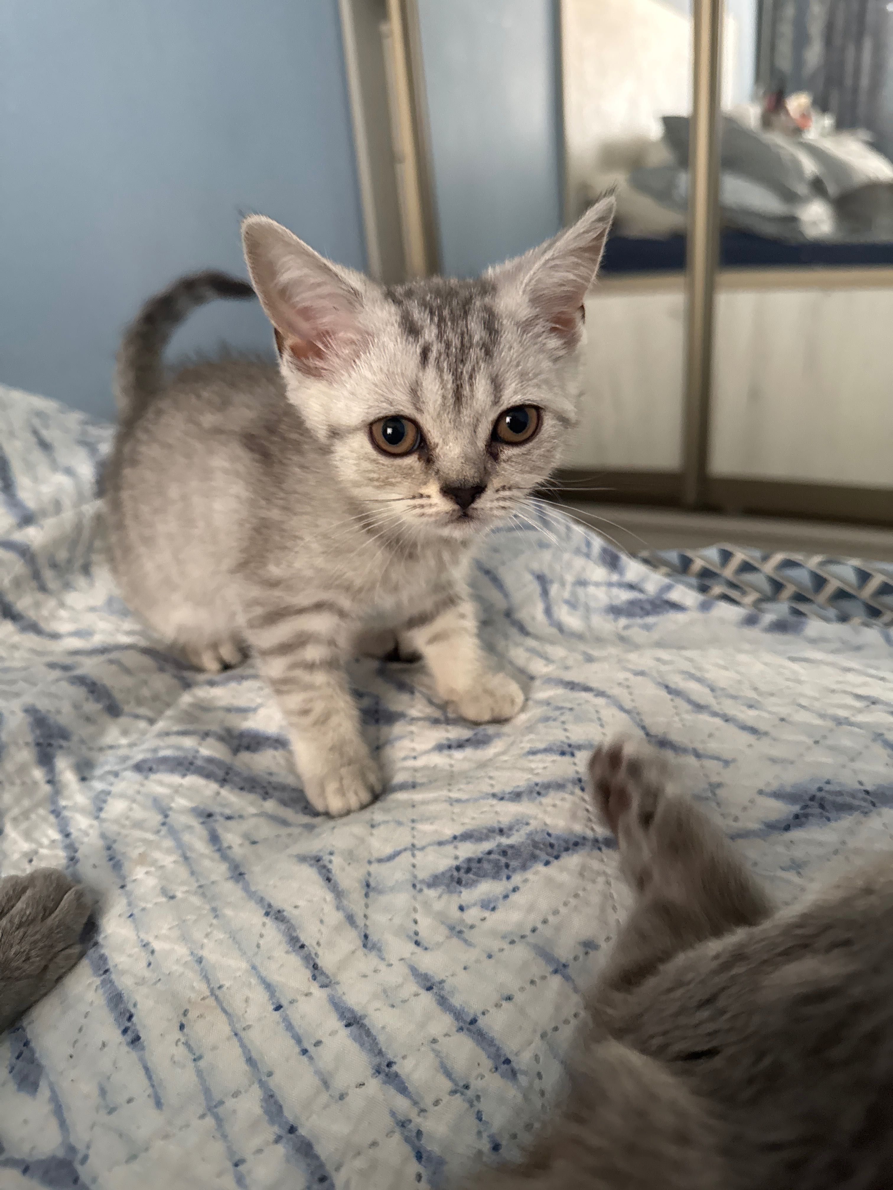 Котенок девочка Британская скотиш страйт