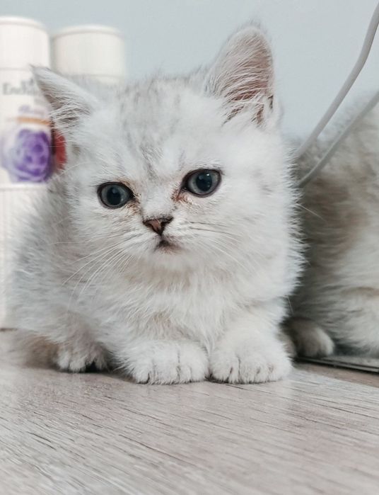 Brtan tabbiy shinshilla qiz