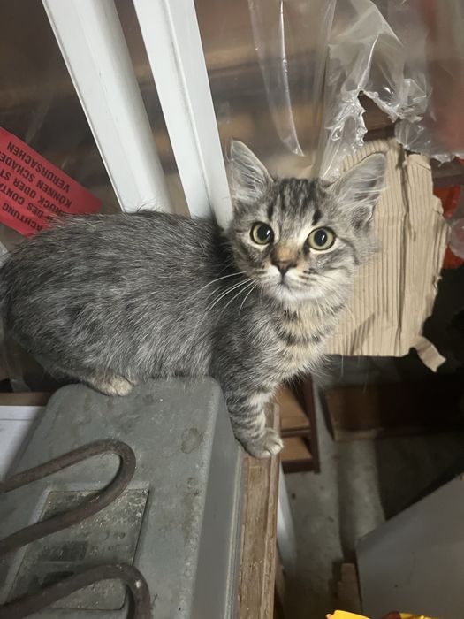 Дългокосместо коте