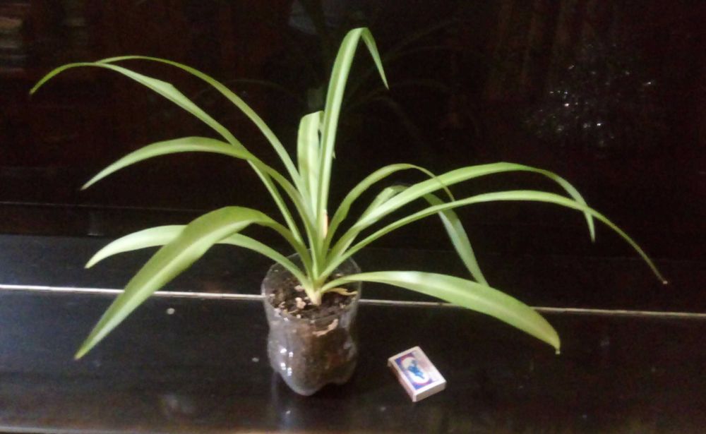 Продам хлорофитум