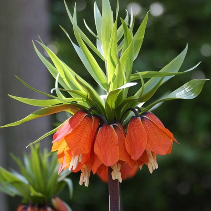 Fritillaria - floarea Pastelui diferite soiuri