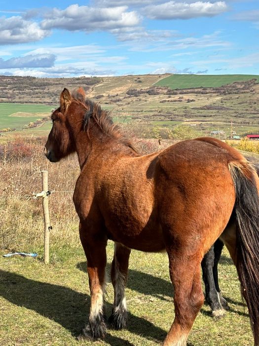 Vand sau schimb cu vaci vitele intarcate