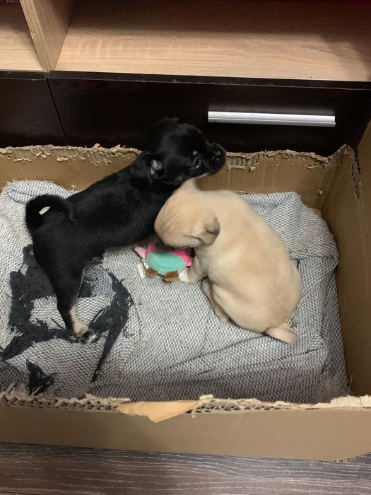 Кученца между пинчер и мопс