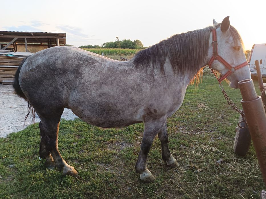 Vând o mânză sură