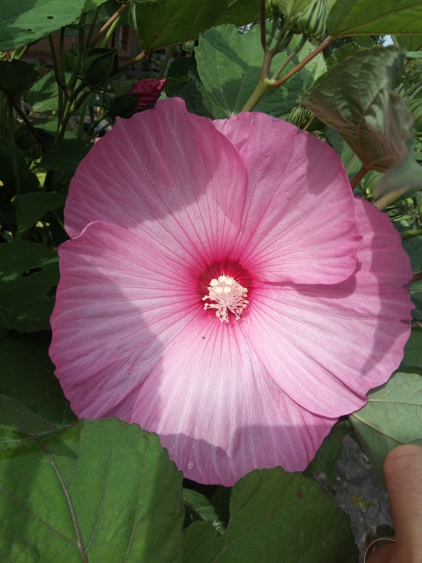 Vând semințe de hibiscus moscheutos