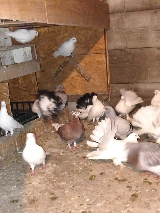 Vând diverși porumbei