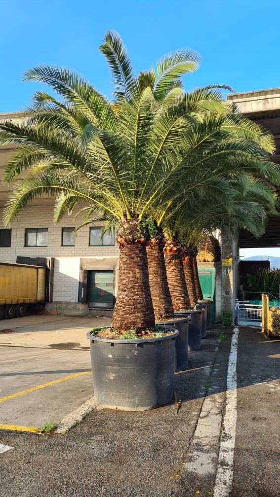 Phoenix canariensis