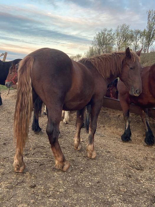 Vand manji de un an marfa top ardenez