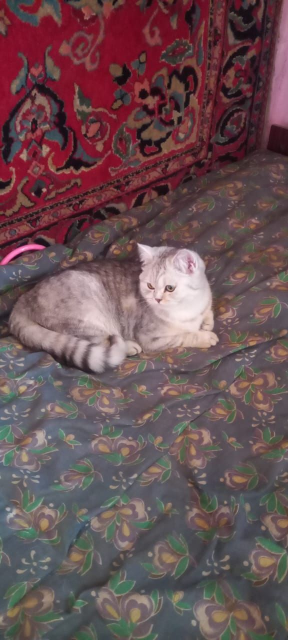 Британский   котик