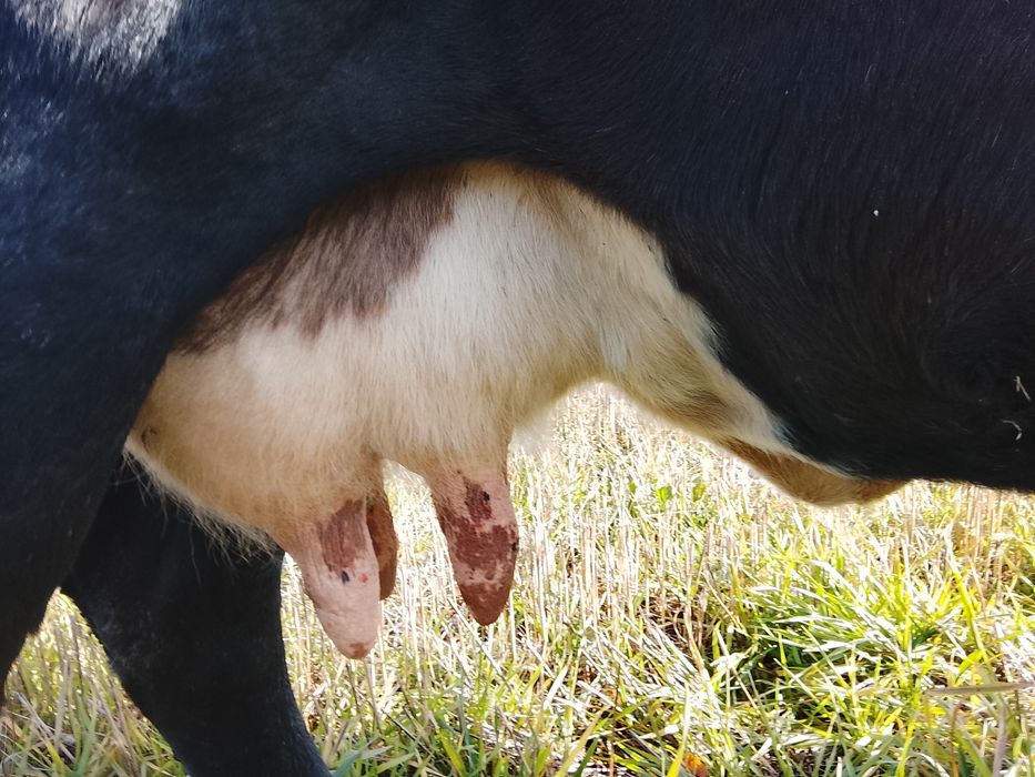 Vnd vaca bruna gestanta an 3 luni și vine cu al 4 vițel și are lapte 1