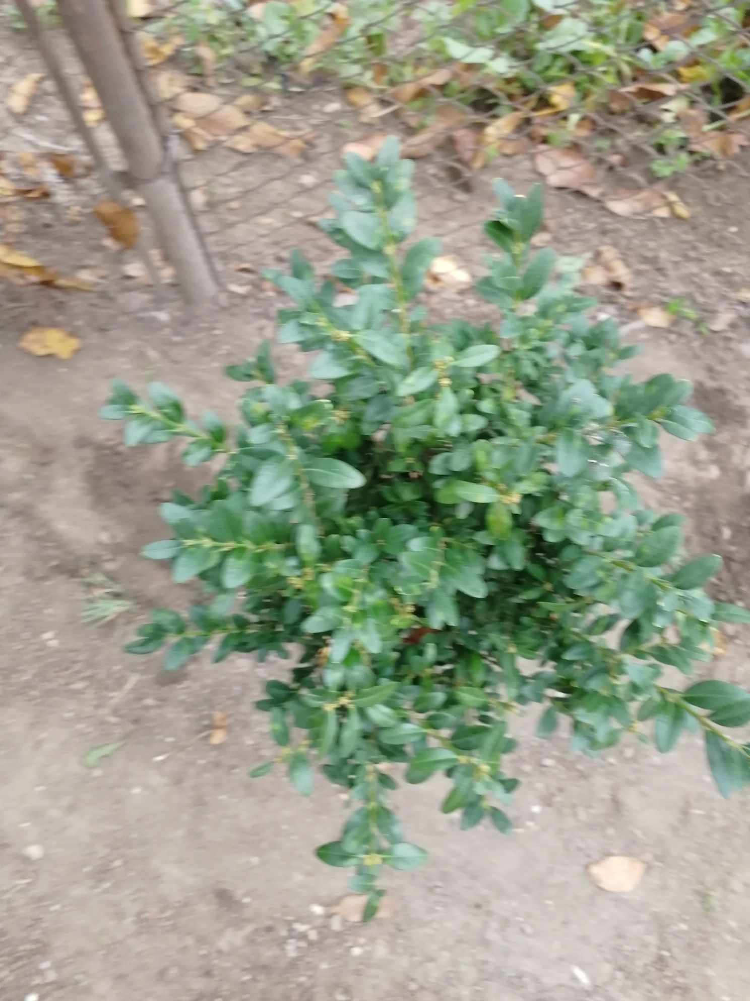 Buxus, plante decorative de grădină