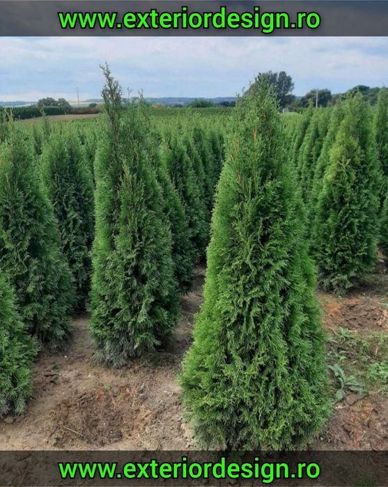 Brazi argintii/verzi plante ornamentale, tuia spiralata, palmieri 1m-6