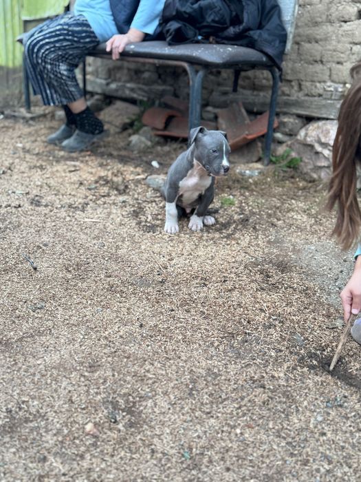 Продавам кръвен питбул сиво-бял