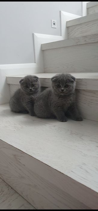 Scottish fold blue