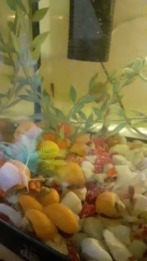 Vand pesti guppy xifori mecii pomaceea etc