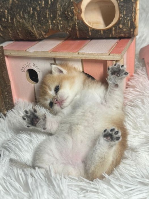 Золотая шиншилла британская малышка